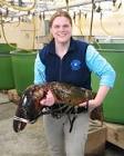 Maine Lobster 2012
