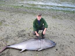 Salish Sea Bluefin Tuna